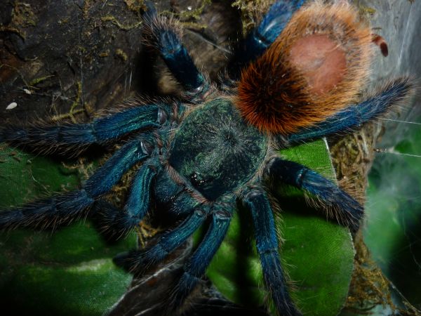 Chromatopelma Cyaneopubescens Adult Female