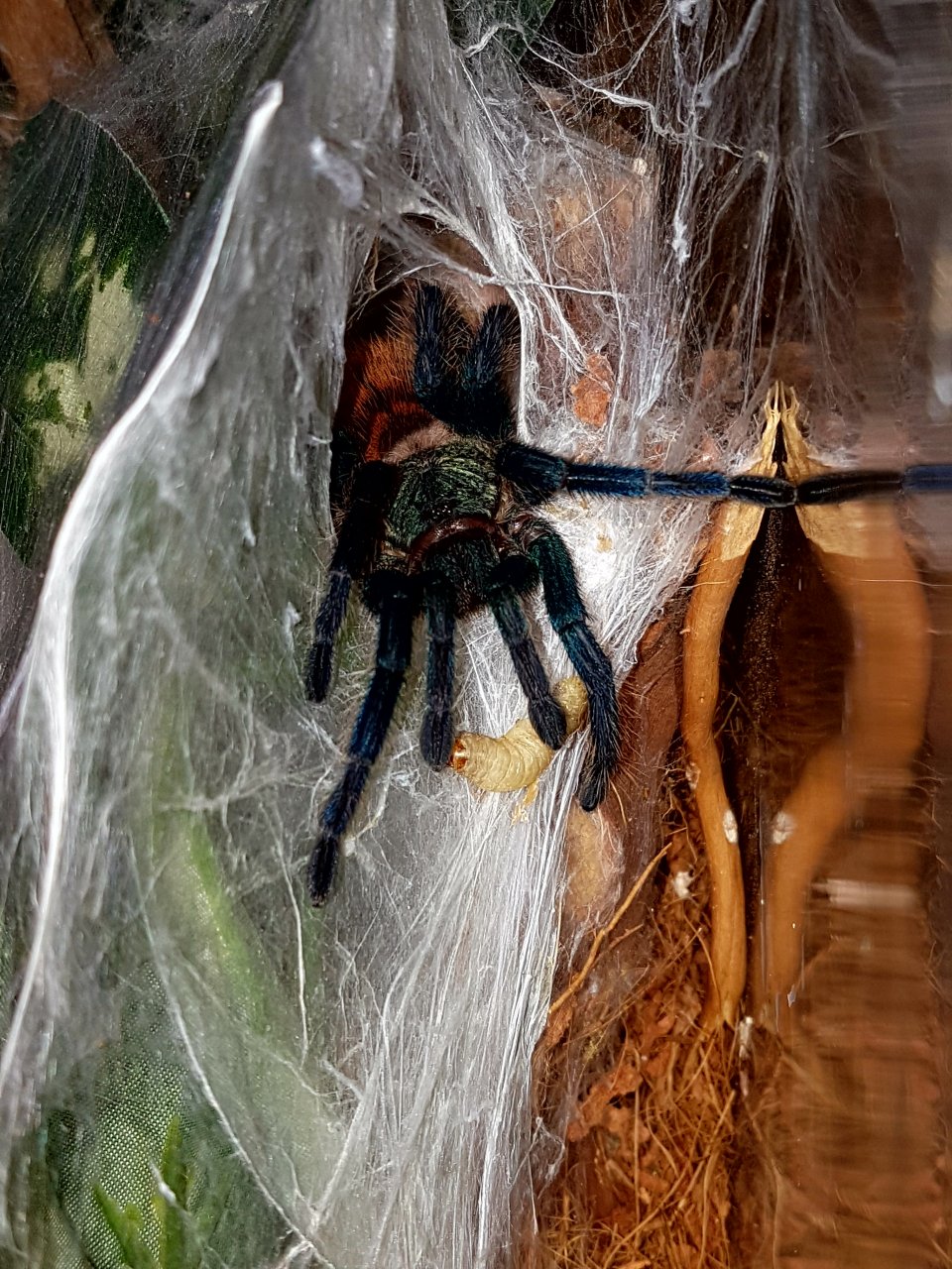 Chromatopelma cyaneopubescens Feeding