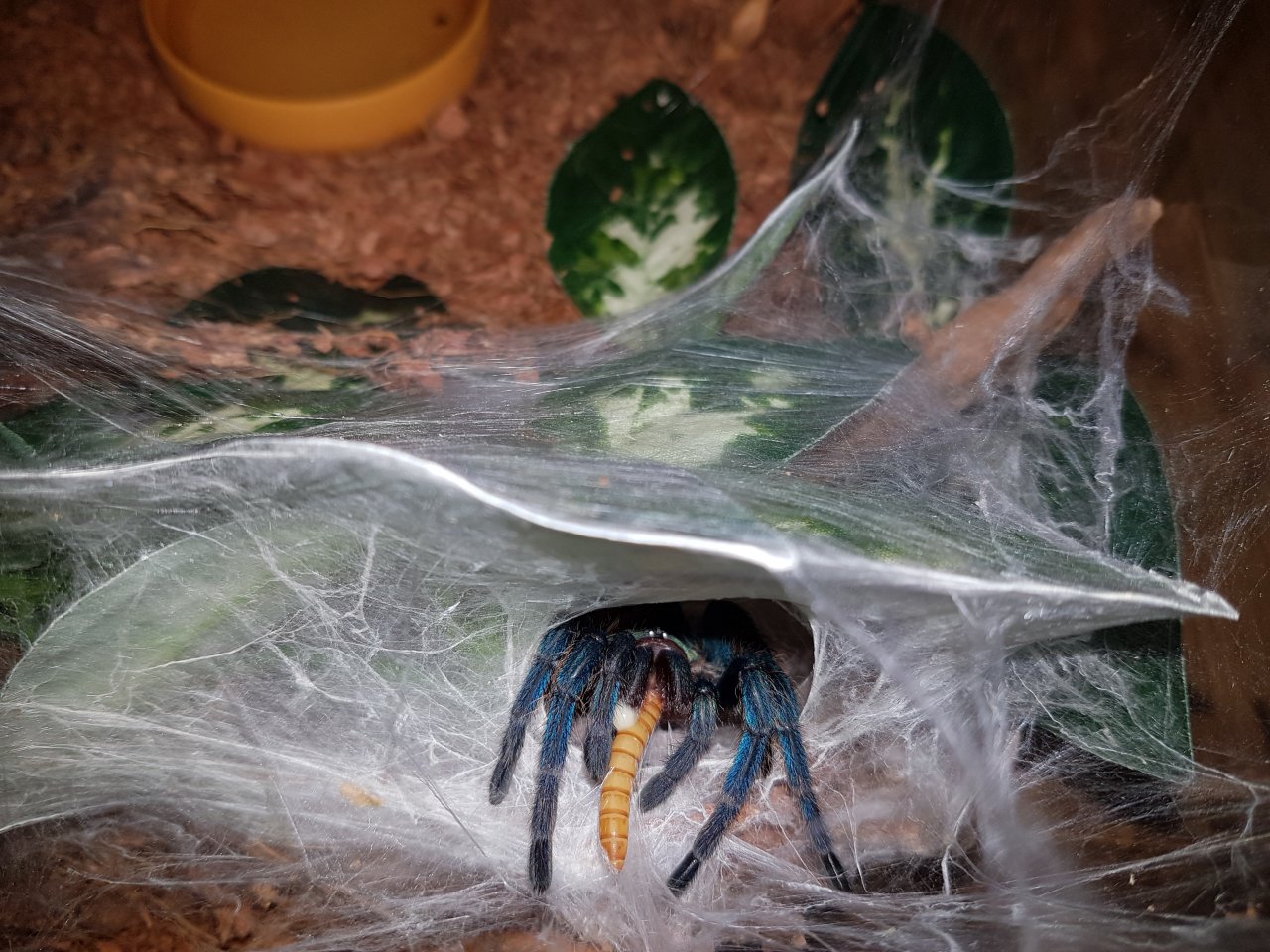 Chromatopelma cyaneopubescens Feeding