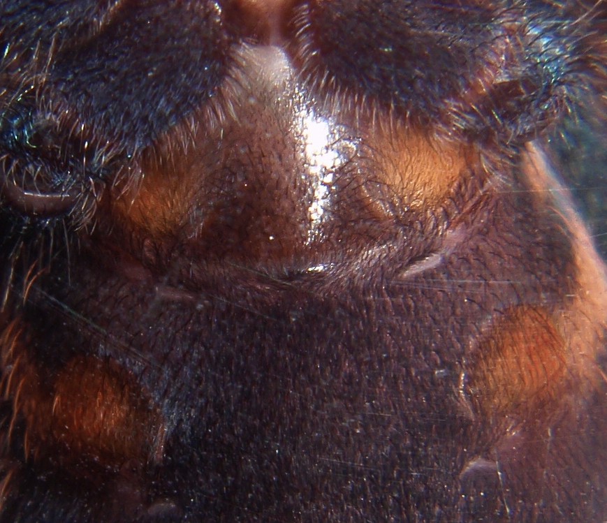 Chromatopelma Cyaneopubescens Female?