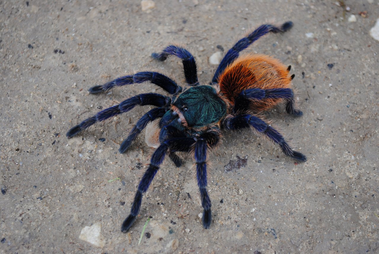 Chromatopelma cyaneopubescens - Female