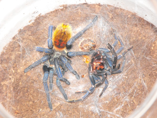 Chromatopelma cyaneopubescens - fresh molt