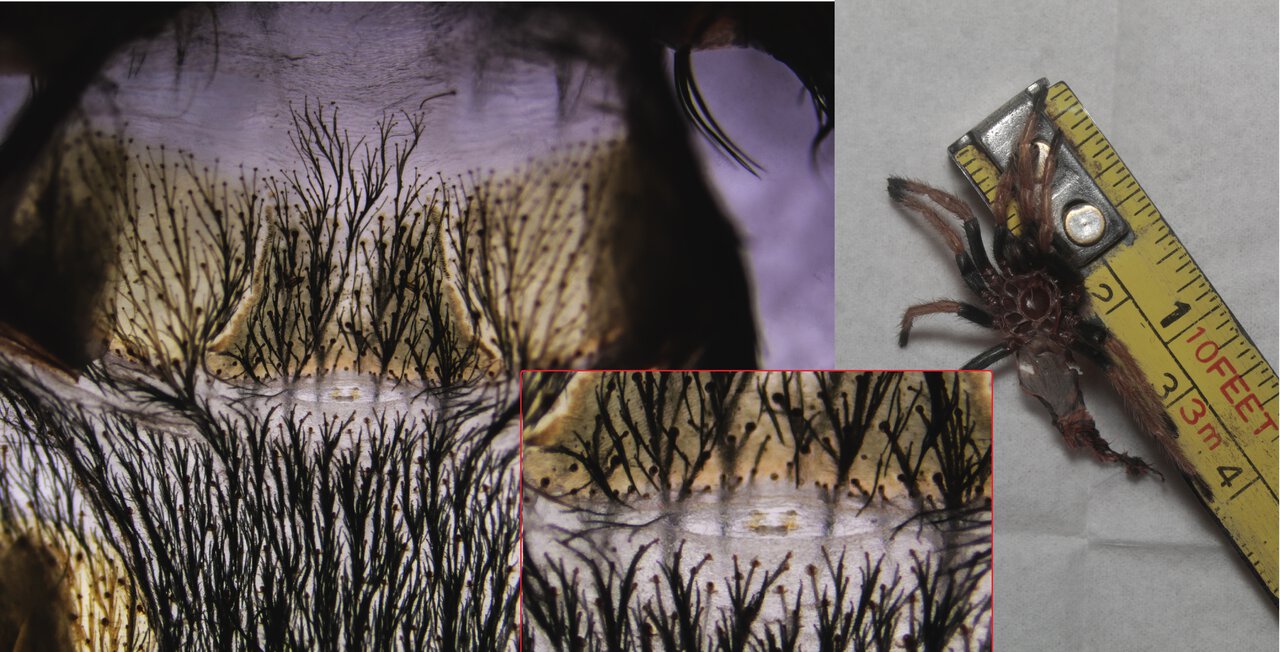 Chromatopelma cyaneopubescens / GBB - Male (Acessory organs and gonopore)