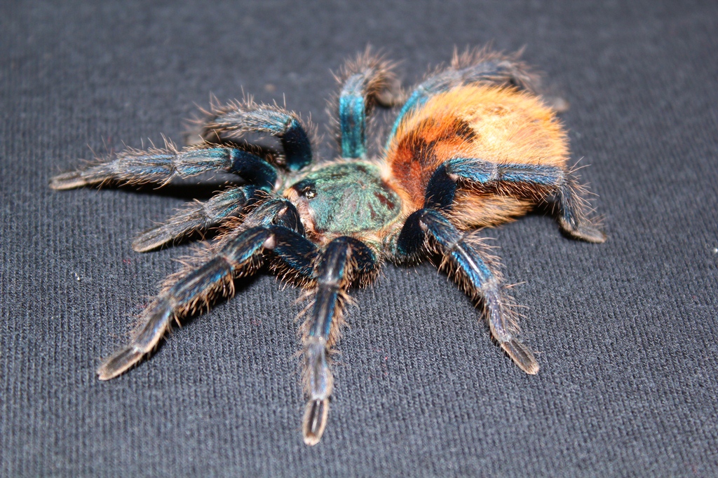 Chromatopelma cyaneopubescens - GBB