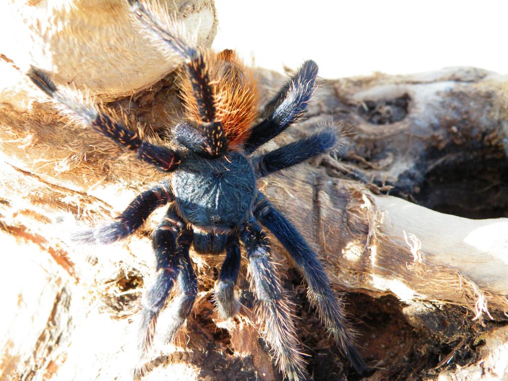 Chromatopelma Cyaneopubescens (Green Bottle Blue) MM