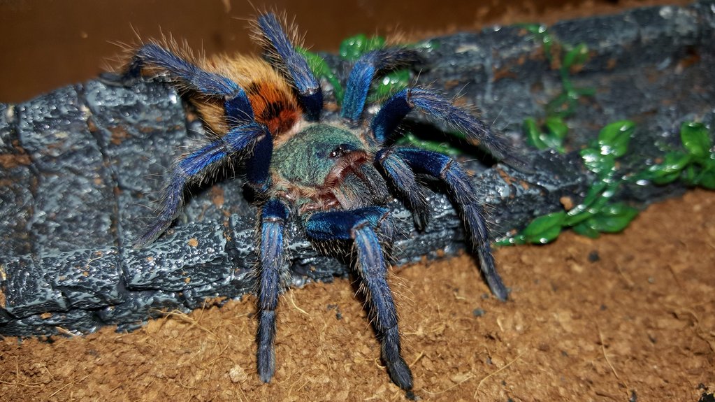 Chromatopelma cyaneopubescens (Greenbottle blue)