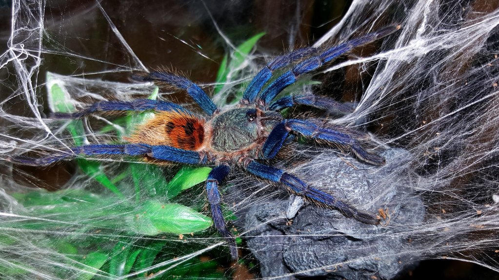 Chromatopelma cyaneopubescens (Greenbottle blue)