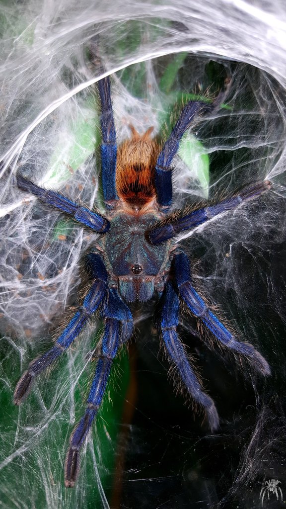 Chromatopelma cyaneopubescens (Greenbottle blue)