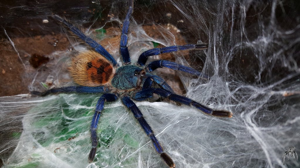 Chromatopelma cyaneopubescens (Greenbottle blue)