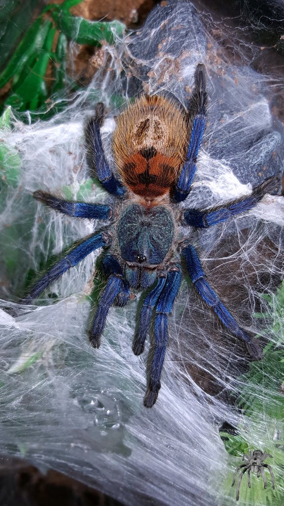 Chromatopelma cyaneopubescens (Greenbottle blue)