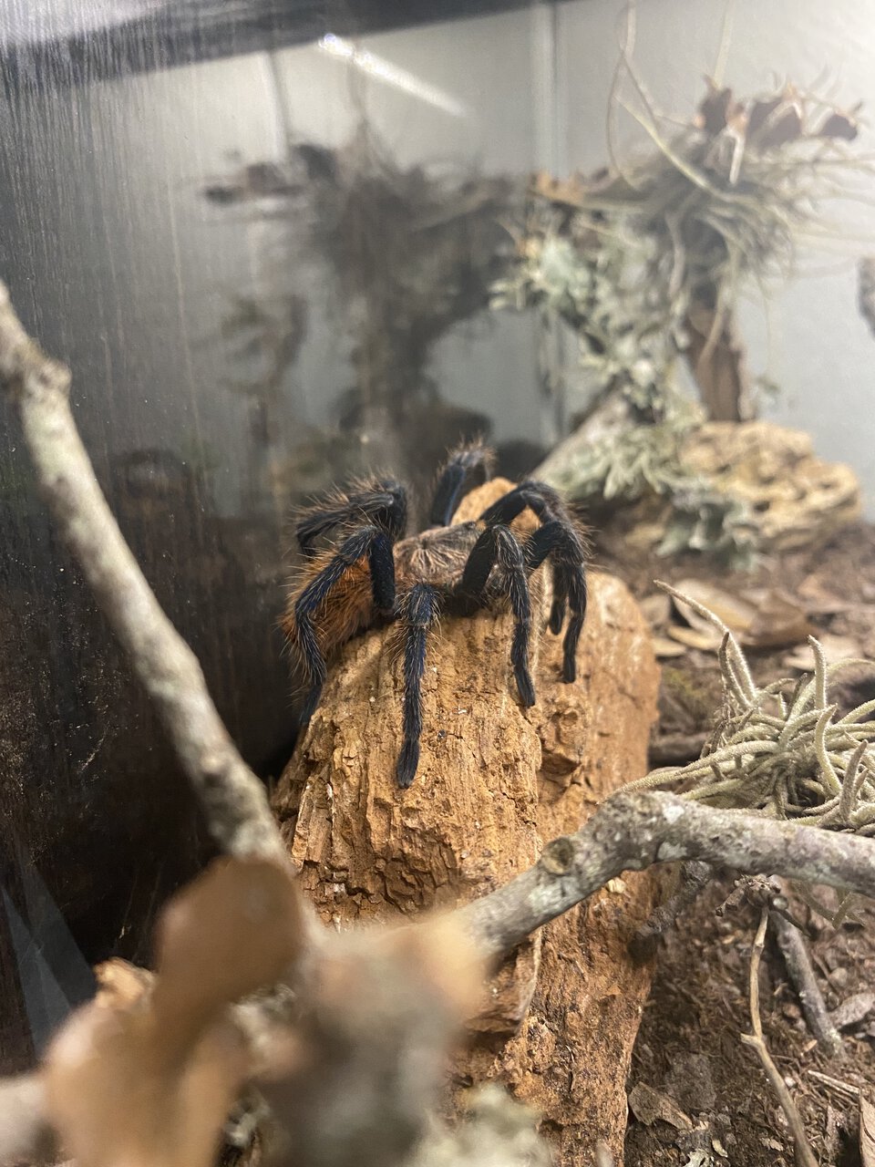 Chromatopelma cyaneopubescens- Groops