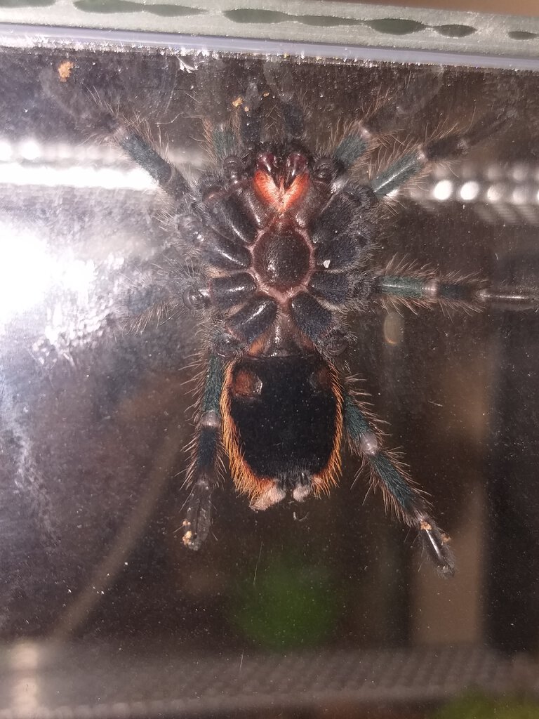 Chromatopelma cyaneopubescens - is it male or female?