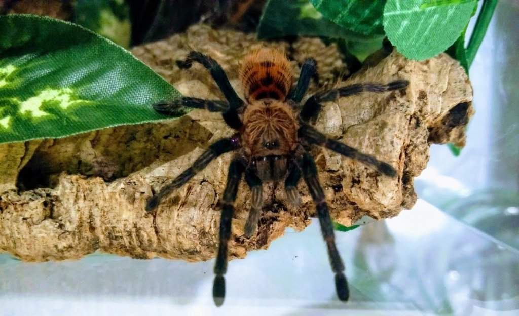 Chromatopelma Cyaneopubescens Juvenile