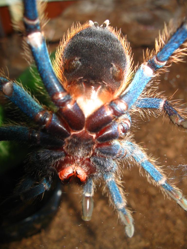 Chromatopelma Cyaneopubescens Juvie