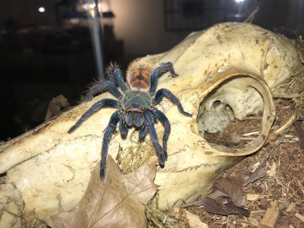 Chromatopelma cyaneopubescens juvie