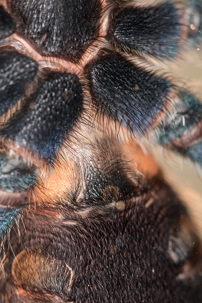 Chromatopelma cyaneopubescens M or F?