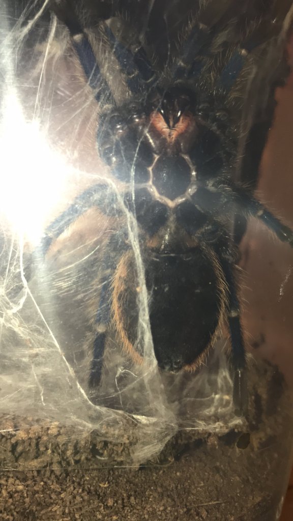 Chromatopelma cyaneopubescens M?