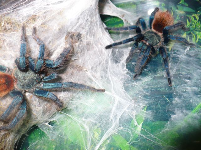 Chromatopelma Cyaneopubescens Mating