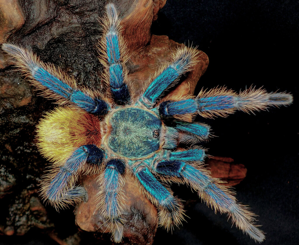 Chromatopelma cyaneopubescens, mature male