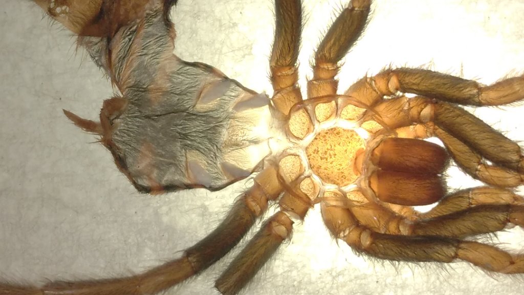 Chromatopelma cyaneopubescens [molt sexing]