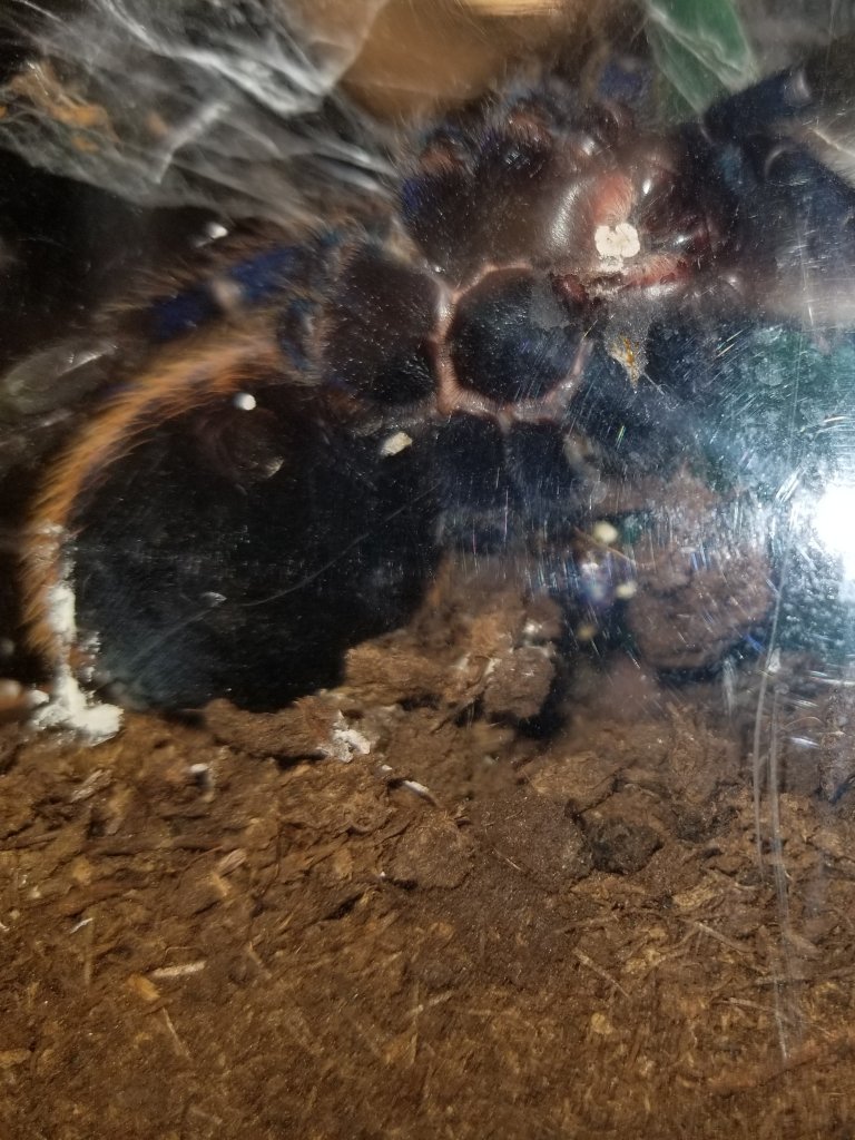 Chromatopelma cyaneopubescens [molt sexing]