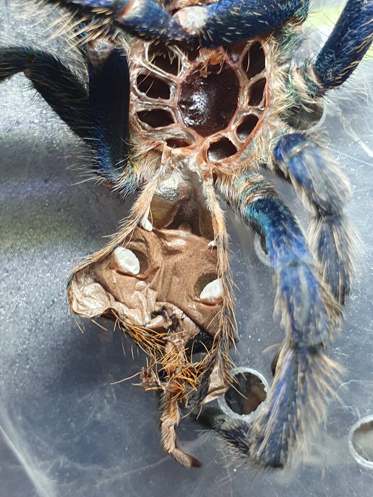 Chromatopelma cyaneopubescens [molt sexing]