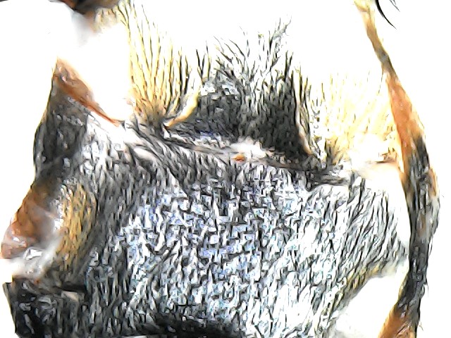 Chromatopelma cyaneopubescens [molt sexing]