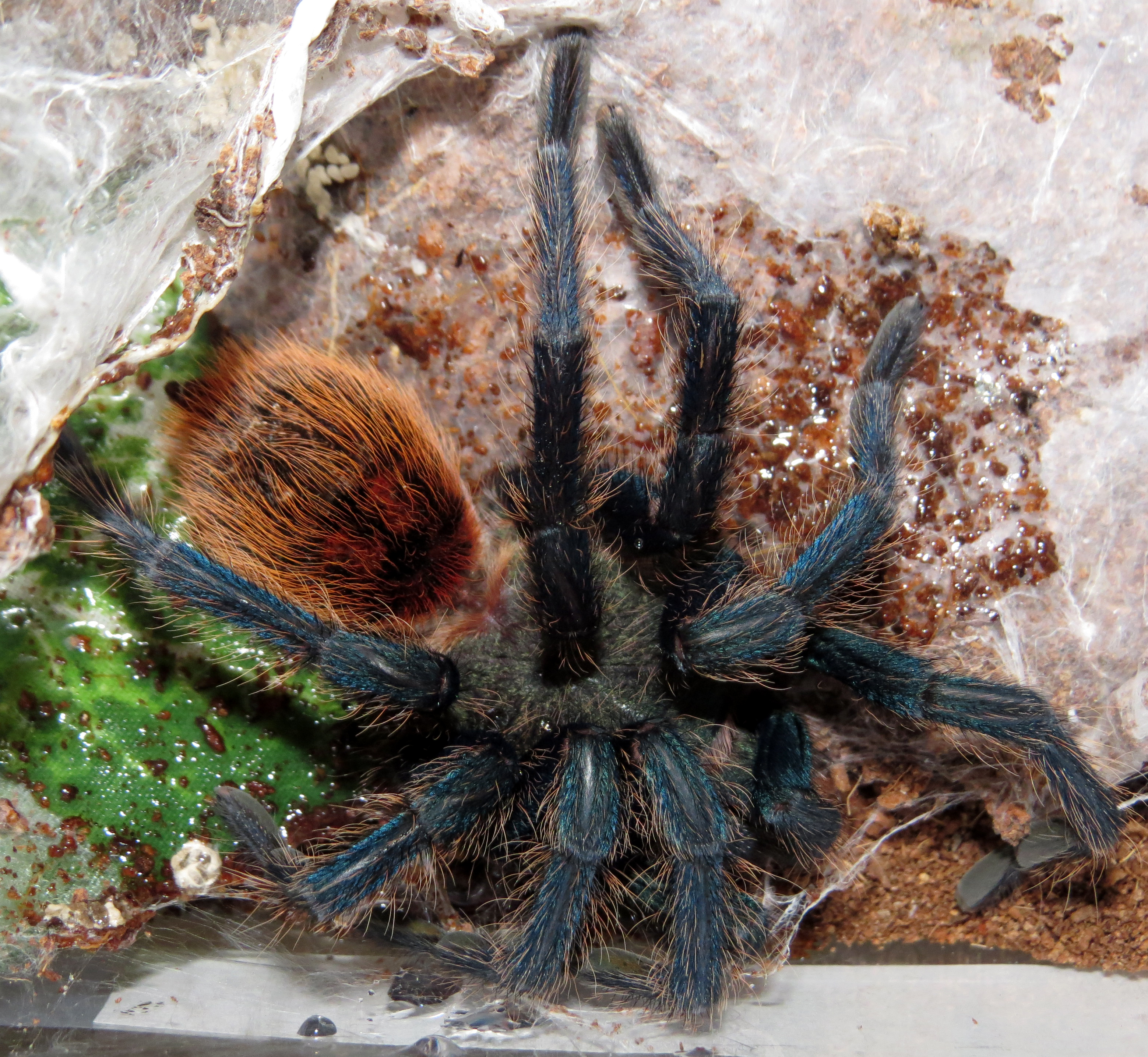 Chromatopelma cyaneopubescens: Post-mortem (1/3)