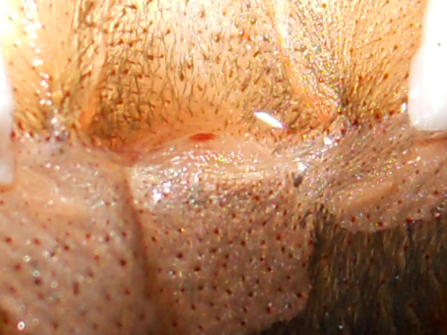 Chromatopelma Cyaneopubescens Sex