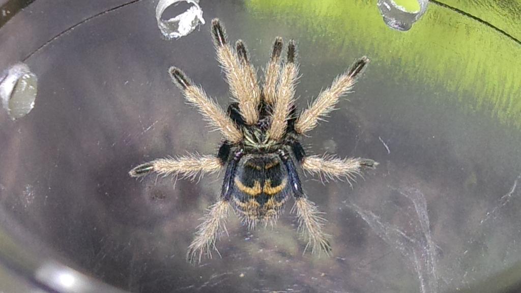 chromatopelma cyaneopubescens sling 592795