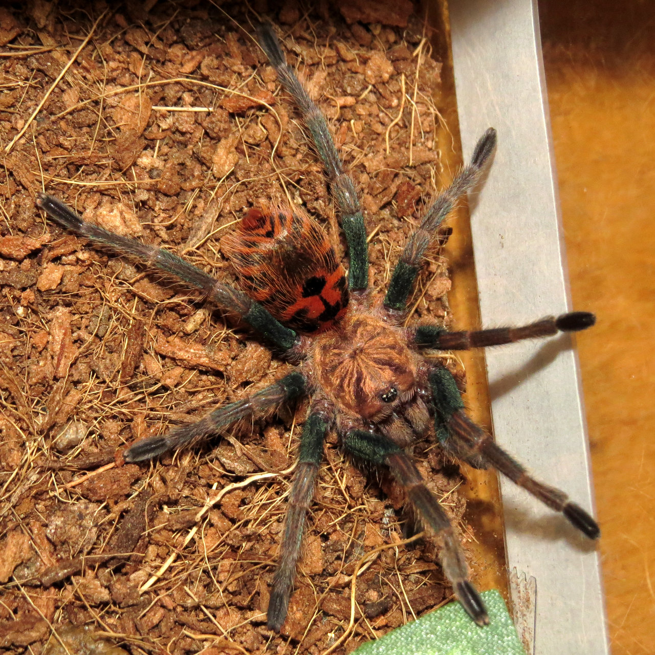 Chromatopelma cyaneopubescens Sling (Muffet)