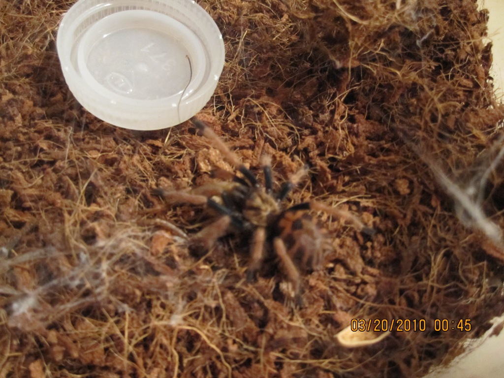 Chromatopelma cyaneopubescens sling