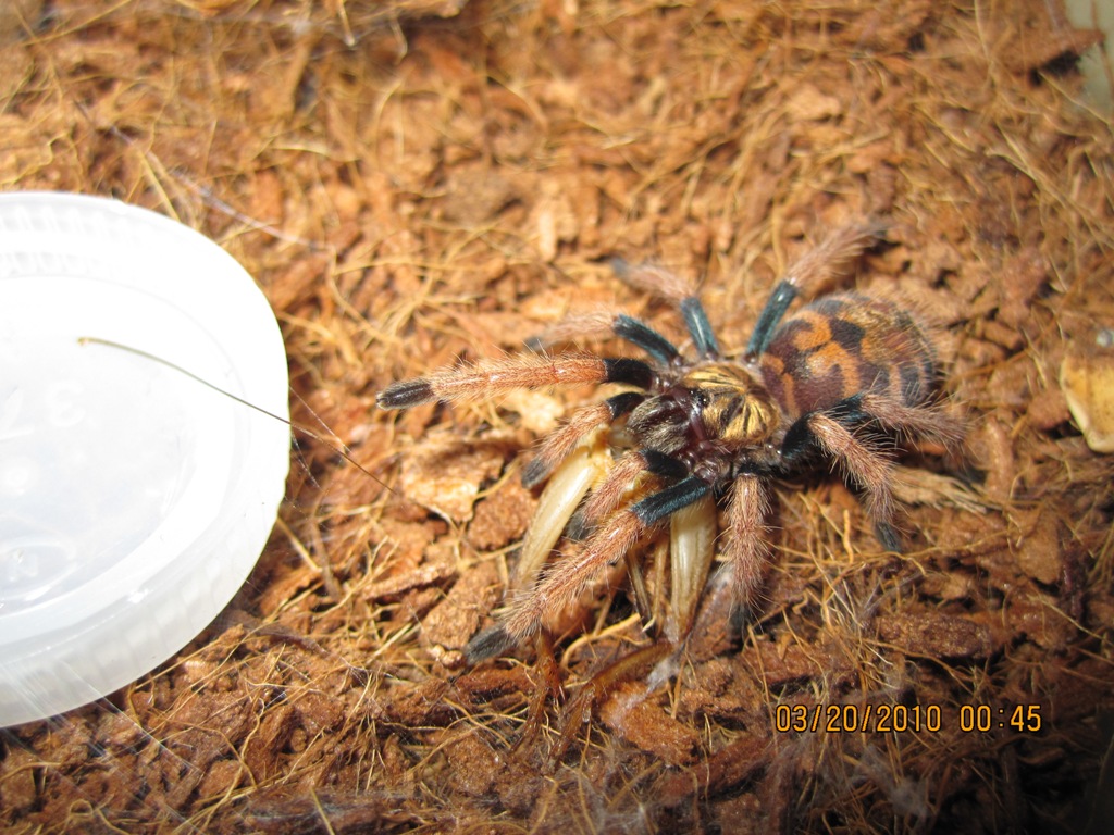 Chromatopelma cyaneopubescens sling