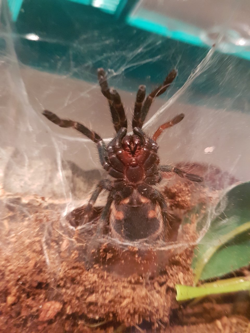 Chromatopelma cyaneopubescens Sling