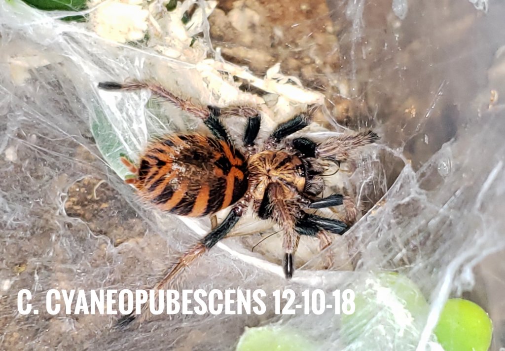 Chromatopelma cyaneopubescens Sling