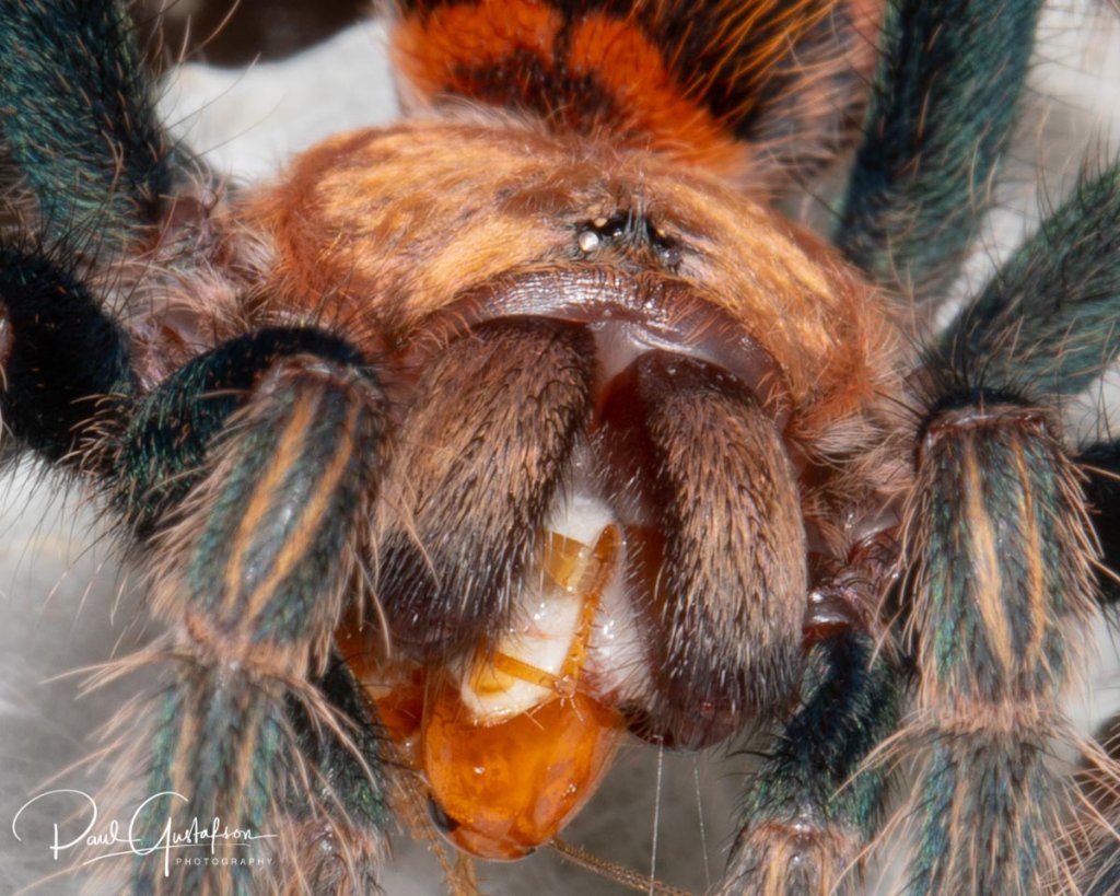 Chromatopelma cyaneopubescens sling