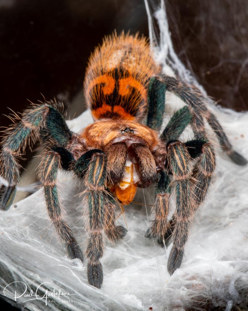 Chromatopelma cyaneopubescens sling