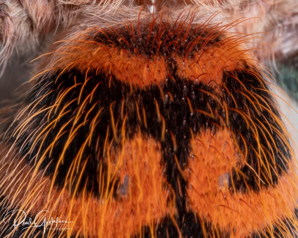 Chromatopelma cyaneopubescens sling