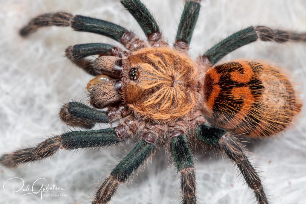 Chromatopelma cyaneopubescens sling