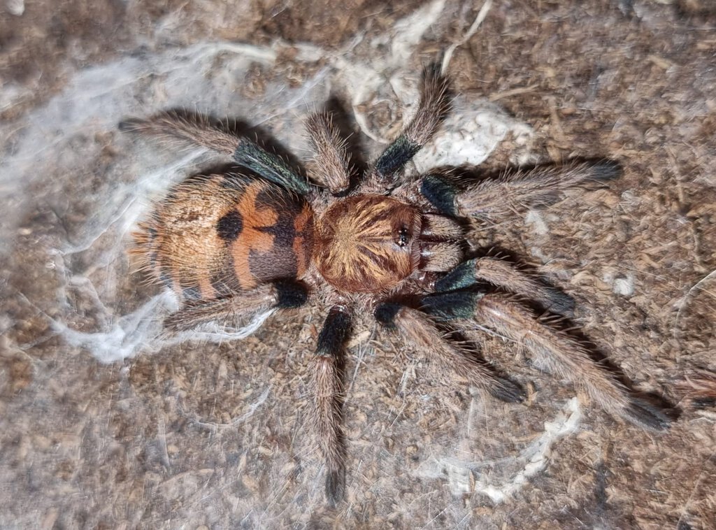 Chromatopelma cyaneopubescens small 0,1