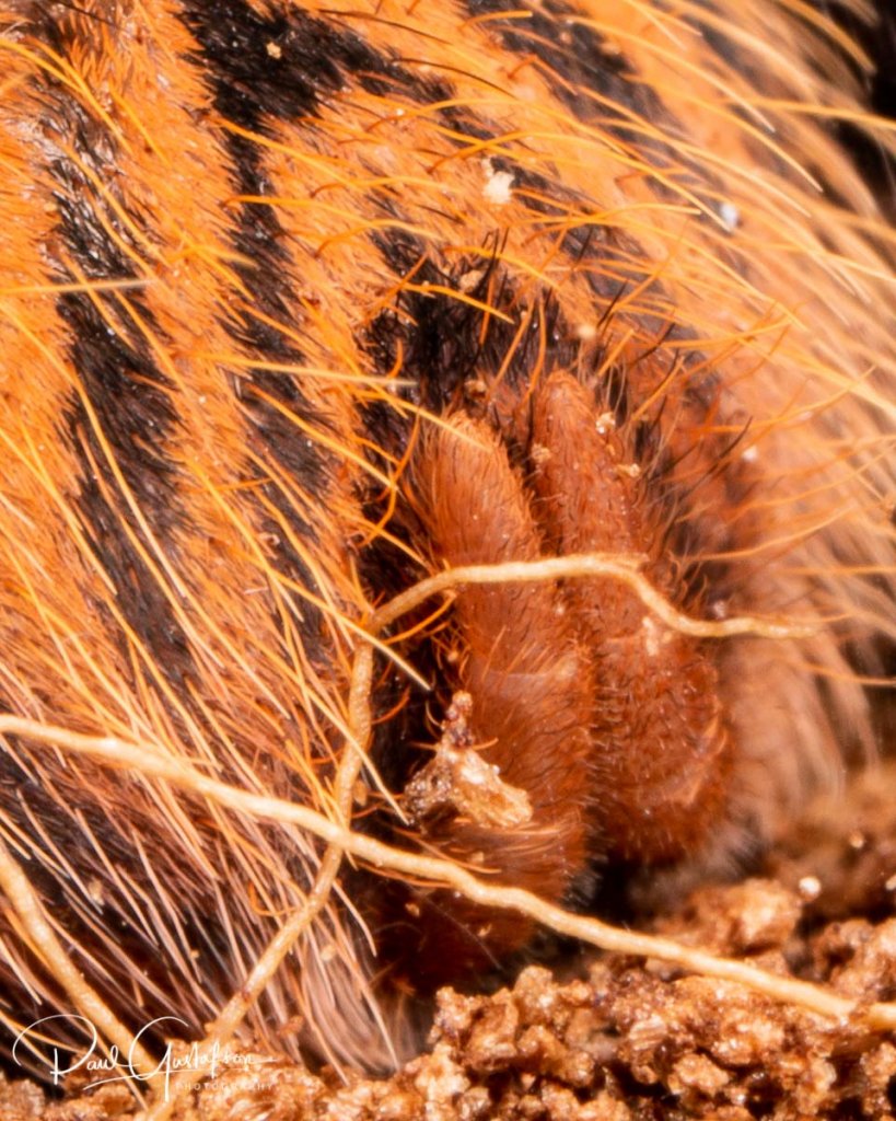 Chromatopelma cyaneopubescens Spinnerets