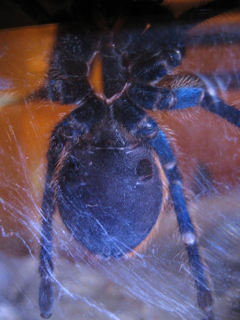 Chromatopelma cyaneopubescens *Updated*