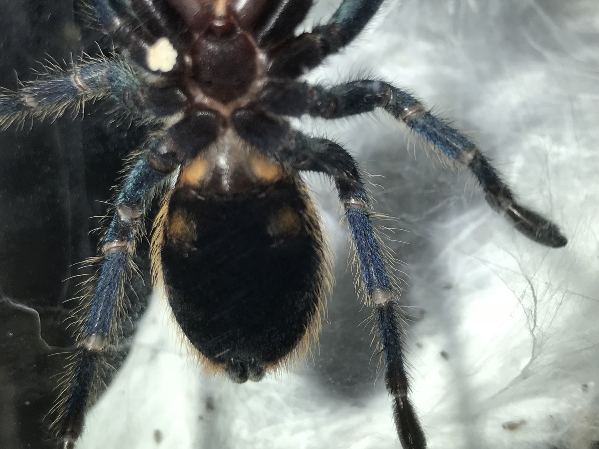 Chromatopelma cyaneopubescens: ventral sexing
