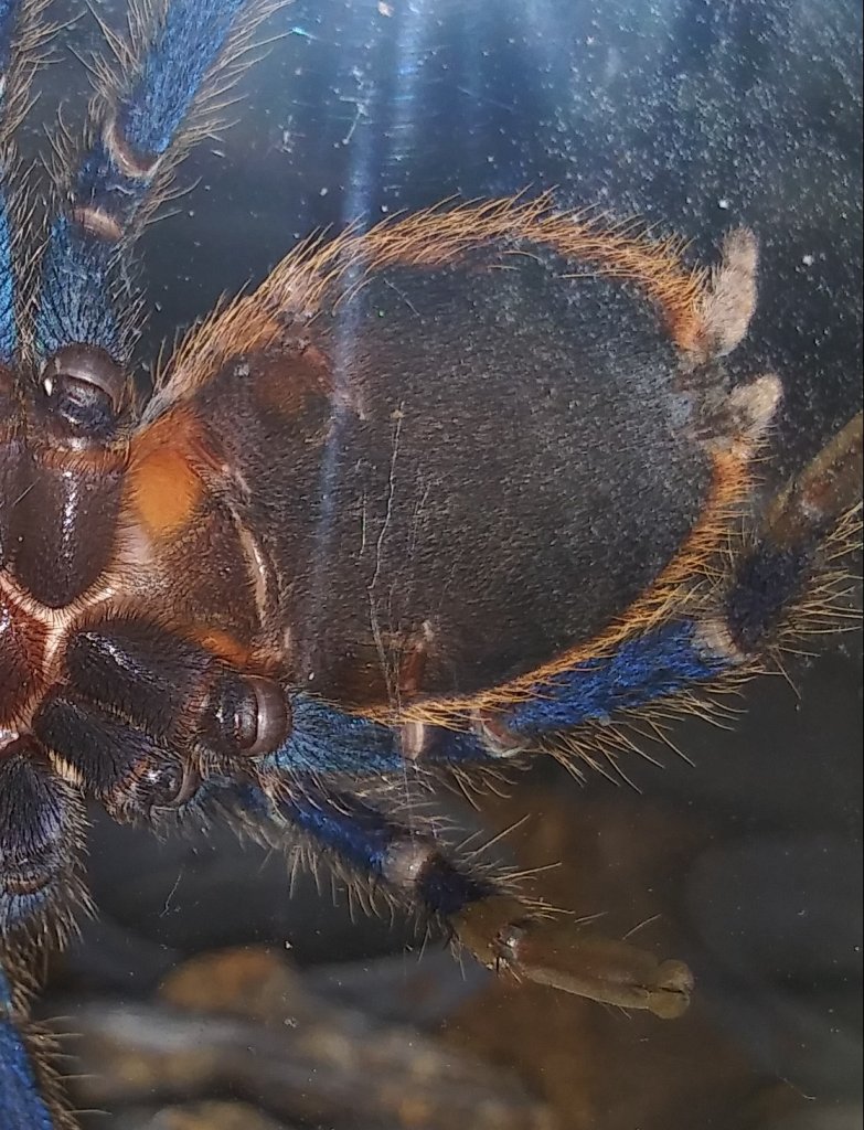 Chromatopelma cyaneopubescens [ventral sexing]