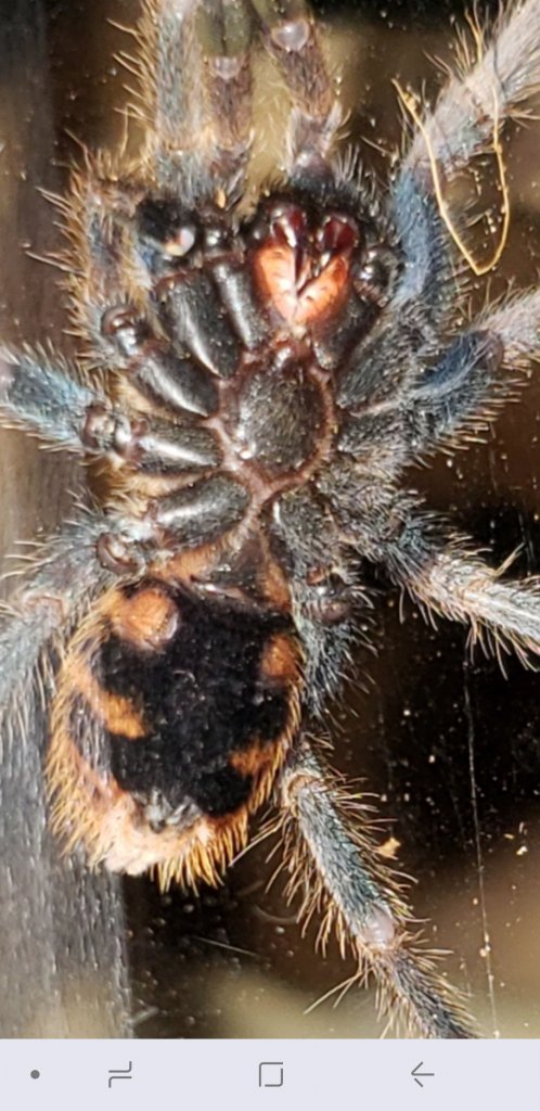 Chromatopelma cyaneopubescens [ventral sexing]