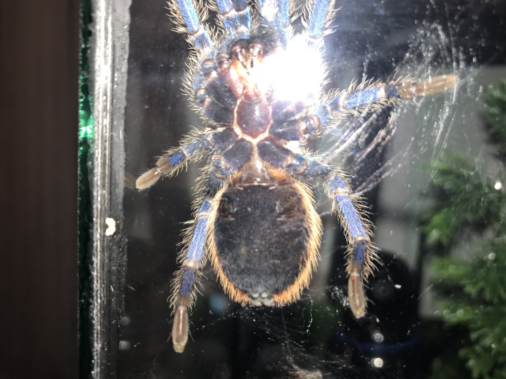 Chromatopelma cyaneopubescens [ventral sexing]