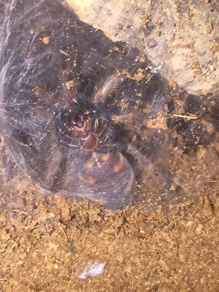 Chromatopelma cyaneopubescens [ventral sexing]