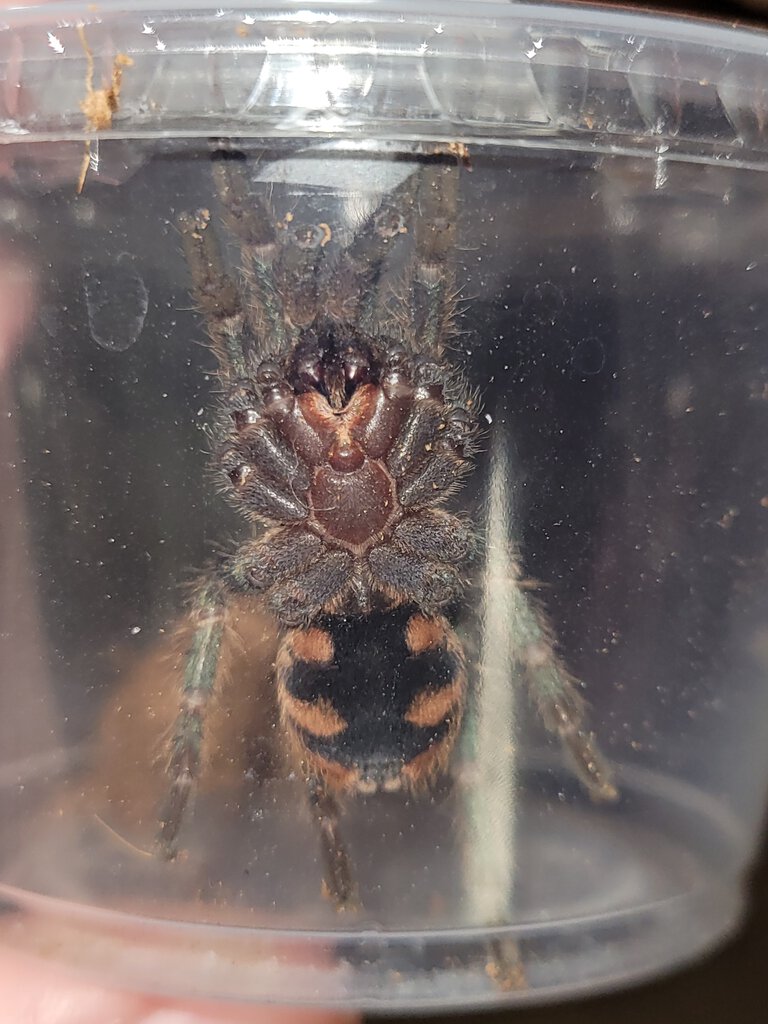 Chromatopelma cyaneopubescens (ventral sexing)