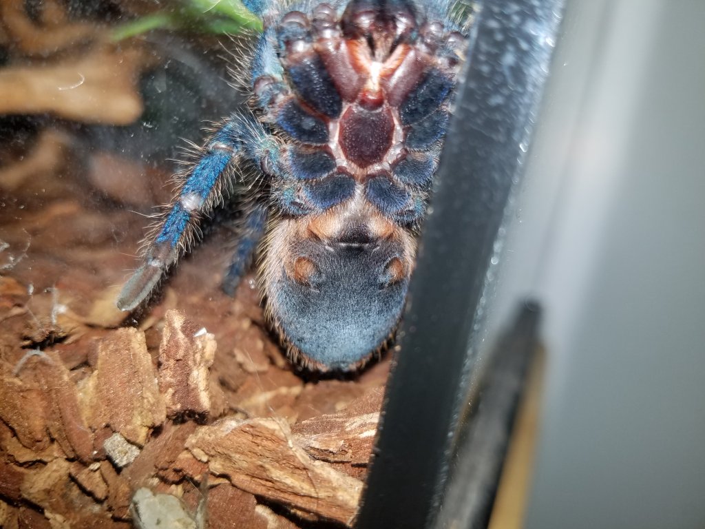 Chromatopelma cyaneopubescens: Ventral