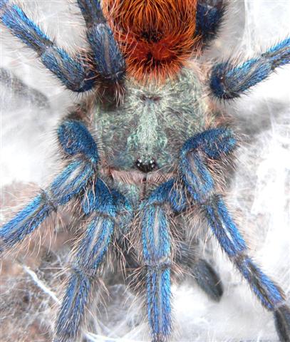 Chromatopelma cyaneopubescens